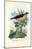 Song Thrush, 1863-79-Raimundo Petraroja-Mounted Giclee Print