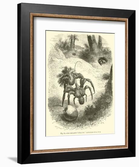 The Cocoanut-"Stealing" Land-Crab, Birgus Latro-null-Framed Giclee Print