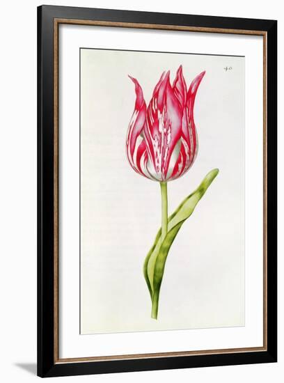 Tulip, from 'La Guirlande De Julie', C.1642-Nicolas Robert-Framed Giclee Print