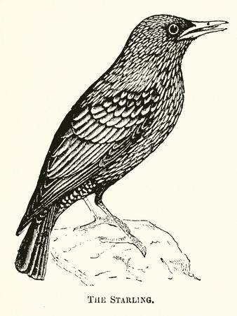 Premium Giclee Print, , small