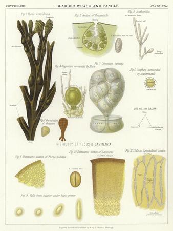 Premium Giclee Print, , small