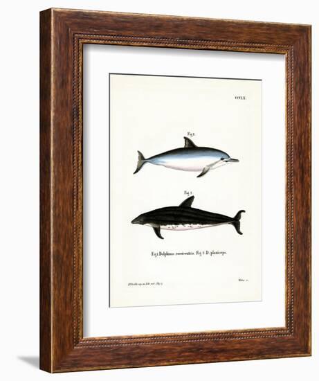 Spinner Dolphin-null-Framed Giclee Print