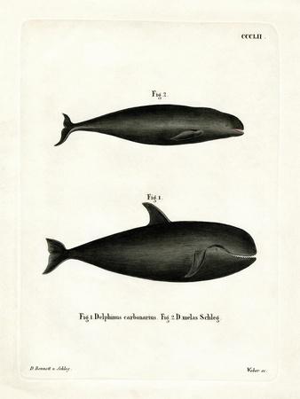 Premium Giclee Print, , small