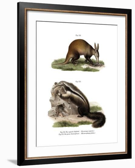 Aardvark, 1860-null-Framed Giclee Print