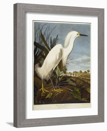 Snowy Heron or White Egret / Snowy Egret-John James Audubon-Framed Giclee Print