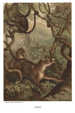 Premium Giclee Print, , small