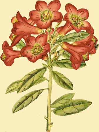 Premium Giclee Print, , small