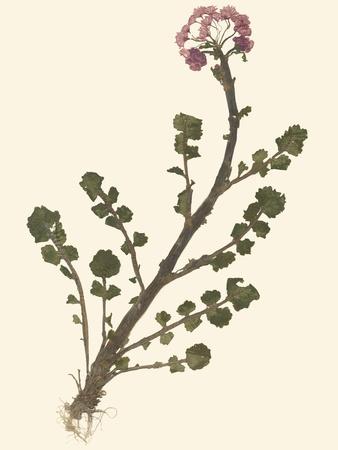 Premium Giclee Print, , small