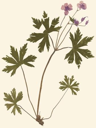 Premium Giclee Print, , small