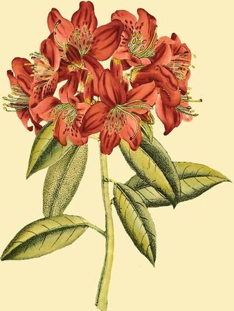 Premium Giclee Print, , small