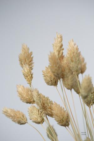 Premium Photographic Print, , small