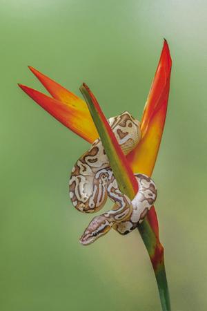Premium Photographic Print, , small