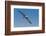 Waved albatross flying, Espanola Island, Galapagos Islands, Ecuador.-Adam Jones-Framed Photographic Print