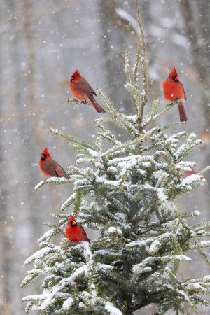 Premium Photographic Print, , small