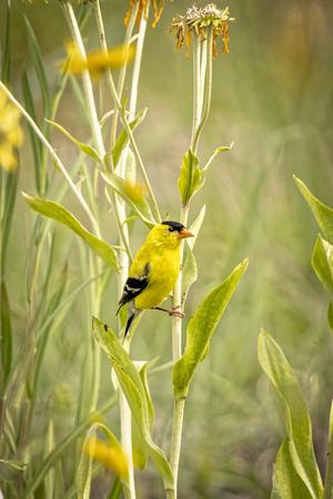 Premium Photographic Print, , small
