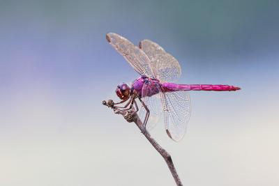 Premium Photographic Print, , small