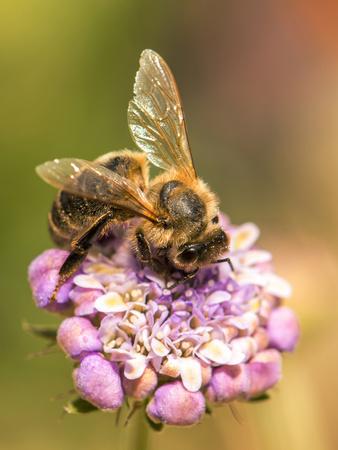 Premium Photographic Print, , small