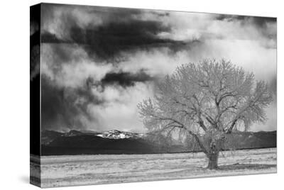 Stretched Canvas Print, , small