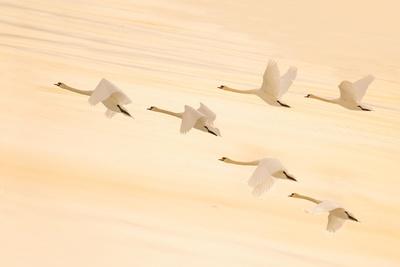 Photographic Print, , small