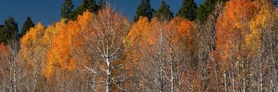 Premium Photographic Print, , small