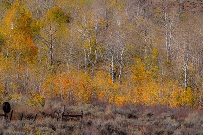 Premium Photographic Print, , small