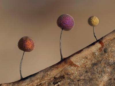 Premium Photographic Print, , small