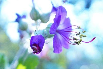 Premium Photographic Print, , small