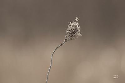 Premium Photographic Print, , small