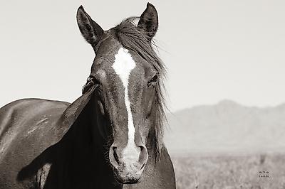 Premium Photographic Print, , small