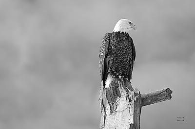 Premium Photographic Print, , small