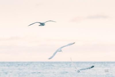 Premium Photographic Print, , small