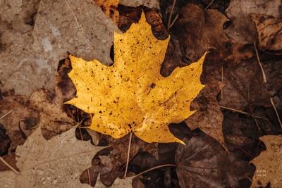 Premium Photographic Print, , small