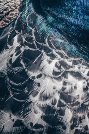 Photographic Print, , small