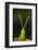 chapuline grasshopper, mexico-claudio contreras-Framed Photographic Print