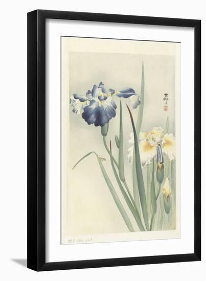 Irises, 1900-36 (Colour Woodcut)-Koson Ohara-Framed Giclee Print
