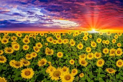 Premium Photographic Print, , small