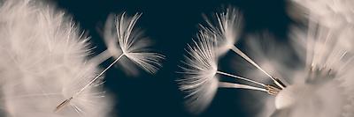 Premium Photographic Print, , small