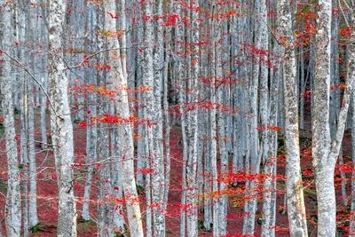Premium Photographic Print, , small