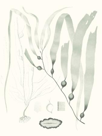 Premium Giclee Print, , small