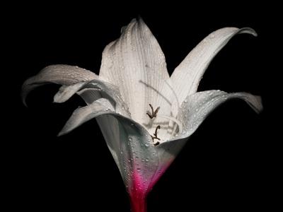 Premium Photographic Print, , small