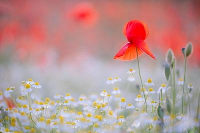 Premium Photographic Print, , small
