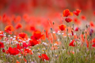 Premium Photographic Print, , small