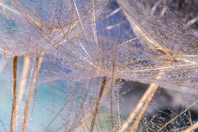 Premium Photographic Print, , small
