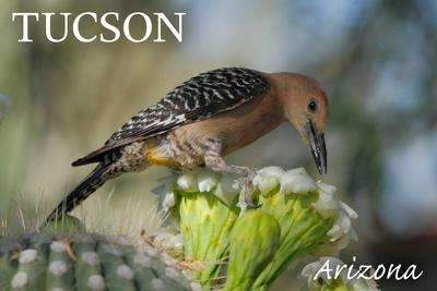 Premium Photographic Print, , small