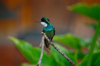 Premium Photographic Print, , small