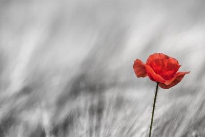 Premium Photographic Print, , small