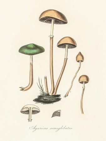 Premium Giclee Print, , small