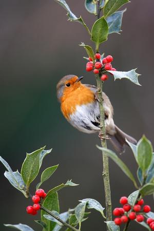 Premium Photographic Print, , small