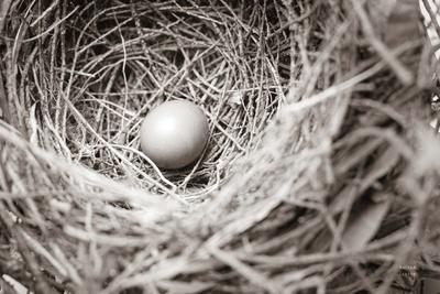 Photographic Print, , small