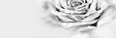 Premium Photographic Print, , small
